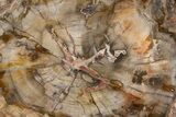 Polished Petrified Wood (Araucaria) Round - Madagascar #341582-1